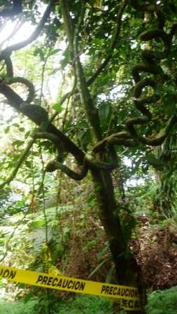 Precaución en el bosque nuboso